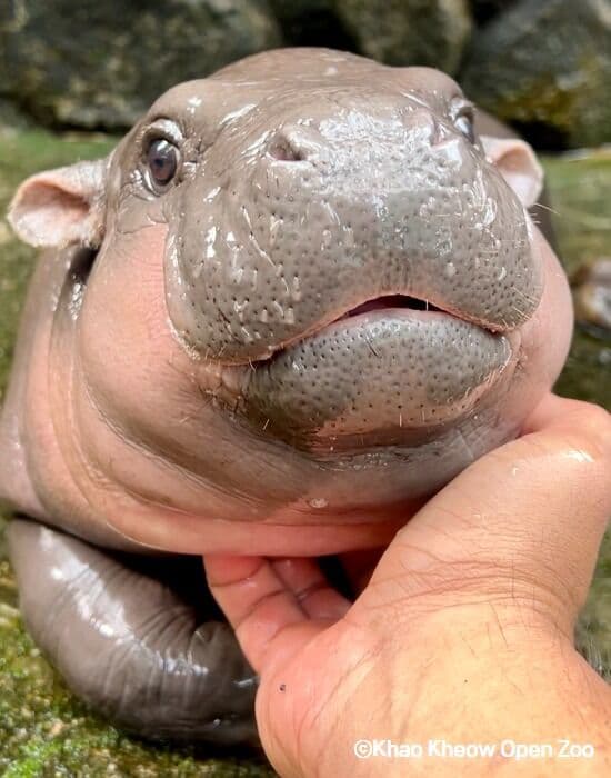 [🦛방콕,파타야 출발 가능🦛] 카오키여우 오픈 주 단독투어